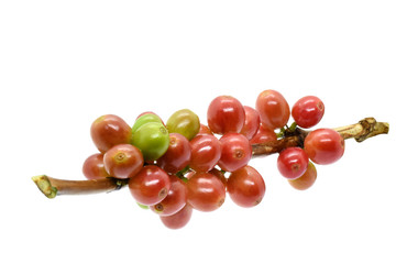 Coffee berries red green on branch on white background.