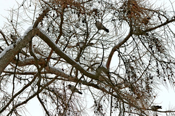 branches of tree