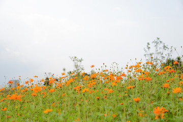 Cosmos sulphureus ( yellow cosmos ) flowers field at sunset.Cosmos sulphureus in the Dengdu Wet Lnad park of Guzhen Town in Zhongshan, Guangdong, China.