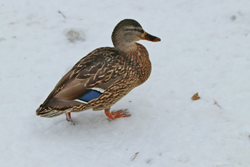 duck in snow