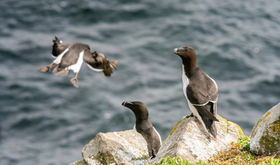 Razorbills  on cliff in Saltee Islands