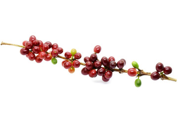 Coffee berries red green on branch on white background.