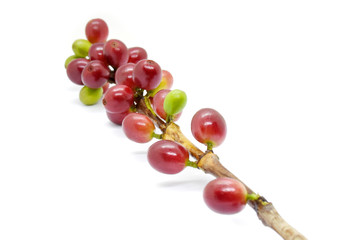 Coffee berries red and green on branch, White background.