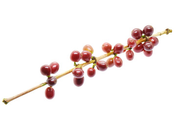 Coffee berries red and green on branch on white background.