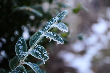 Branch covered in ice cold white frost in the winter. first frosts, cold weather, frozen water, frost