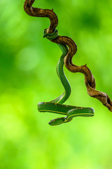 Obraz premium Bothriechis lateralis is a venomous pit viper species found in the mountains of Costa Rica and western Panama