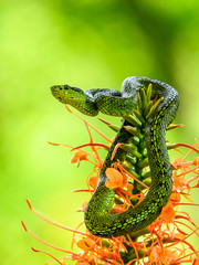 Bothriechis lateralis is a venomous pit viper species found in the mountains of Costa Rica and western Panama