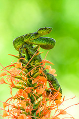 Bothriechis lateralis is a venomous pit viper species found in the mountains of Costa Rica and western Panama