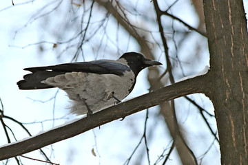 crow on branch