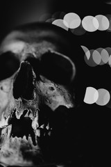 Human skull decoration with reflection