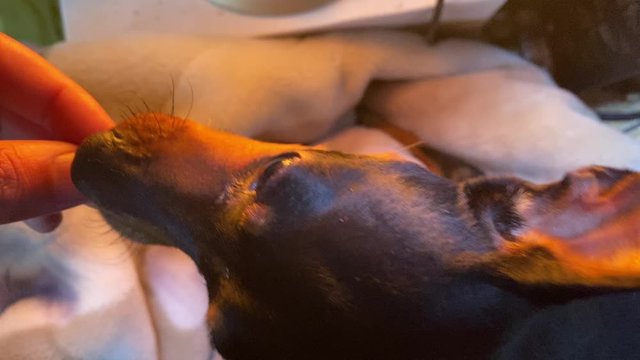 肉まんを犬にあげる飼い主。ペットは家族。動物と暮らす日常の一コマ