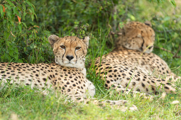 Naklejka na ściany i meble Two cheetah are sleeping in bush in Masai Mara, Kenya, Africa