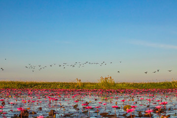 The bird on beautifui red lotus in the lake at Udonthani province, Thailand.