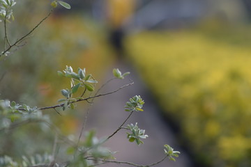 autumn leaves on green background