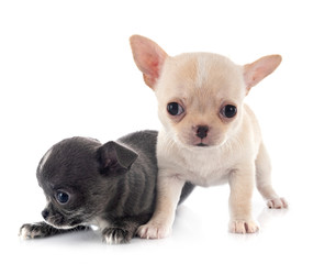 Obraz premium chihuahuas in studio