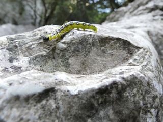 Photo of a green caterpillar crawling on a rock in the provencal nature. This photo was taken in the Luberon in Provence.
