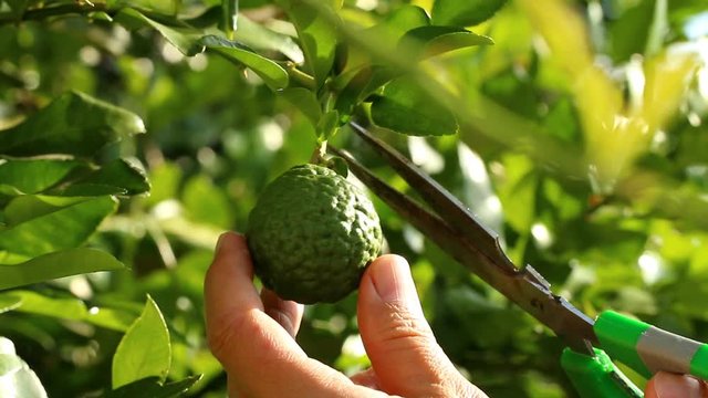 Man picking kaffir  lime  in the garden , out door  Chiangmai Thailand