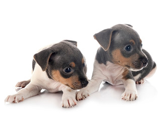 puppies brazilian terrier in studio