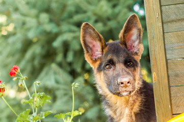 Portrait of a curious german sheperd puppy in a backyard