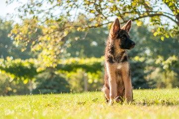 A german shepherd puppy sitting on the grass of a backyard