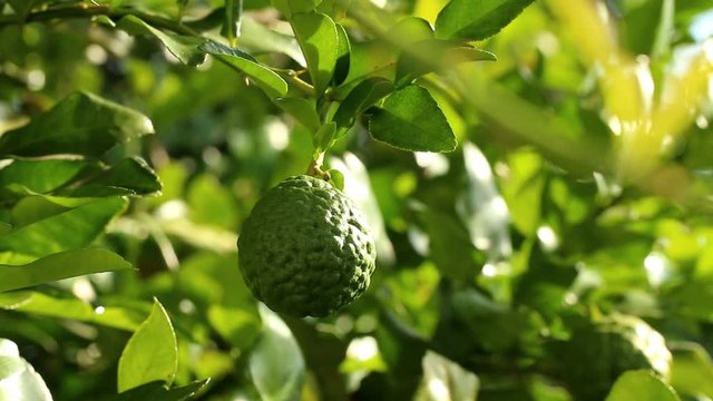 Kaffir  lime  in the garden , out door  Chiangmai Thailand