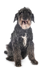 old griffon in studio