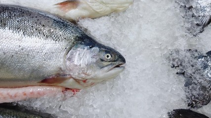 Trout lies on ice crumbs, a showcase.