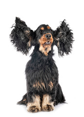 cocker spaniel in studio