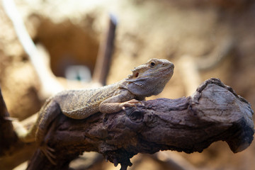  Agama Turkestan likes moves on the vertical walls of boulders and rocks