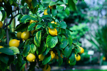 Bunches of fresh yellow ripe lemons on lemon tree branches in Italian garden