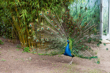 Fototapeta premium Peacock dissolved peacock tail view. Peacock tail feathers. Beautiful peacock tail feathers. Colorful peacock tail feathers