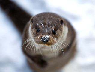 Otter Looking Curiously at the Photographer