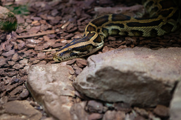 Boa constrictor, a species of large, heavy-bodied snake.