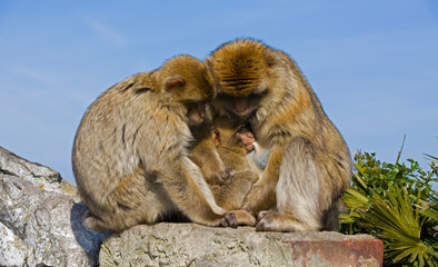 Monkey Family Enjoying Quality Time Together