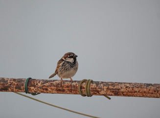 passer domesticus in a pipe