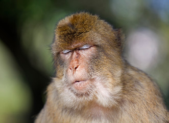 Monkey Seeming to Play the Role of Innocent