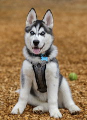 Siberian Husky male puppy. Off-leash dog park in Northern California.