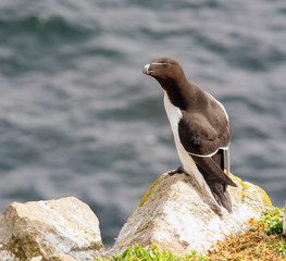 Razorbill on rocks in Saltee Islands