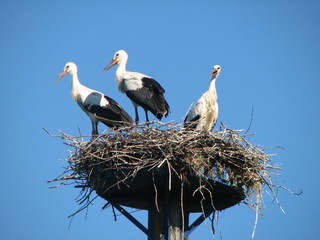  Three white storks are sitting in a nest. Background is a bright blue sky.
