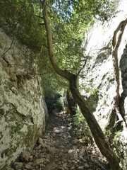 Photo of a path where a tree has grown between the ground and a rock. The sun illuminates one of the two rock walls. This photo was taken in the Luberon in Provence.