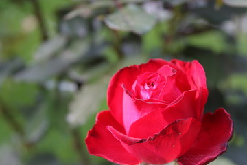 Red Rose