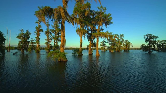 Video tour of Lake Martin Cajun Swamp in spring near Breaux Bridge, Louisiana