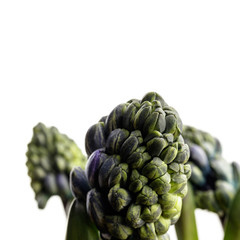 Fototapeta premium Hyacinth on white.