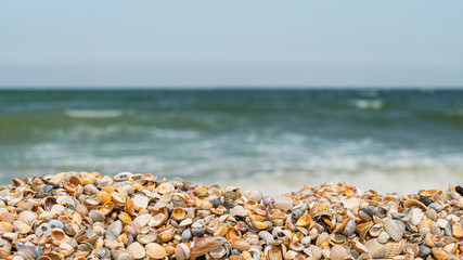 Fototapeta na wymiar Coastal seashells on the seashore on a sunny day. Panoramic wide angle size photo (16:9). Selective focus on seashells.
