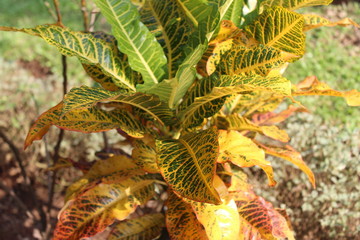 Yellow leaf tree from Jakarta city park