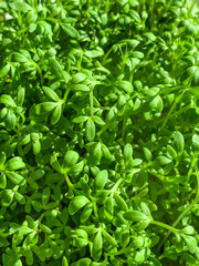 Garden cress sprouts from above. Cress, also pepperwort or peppergrass. Lepidium sativum, a fast-growing edible herb. Green seedlings and healthy microgreen. Macro food photo.