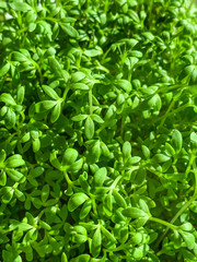 Garden cress sprouts from above. Cress, also pepperwort or peppergrass. Lepidium sativum, a...