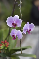 Blooming pink moth orchids