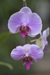 Obraz na płótnie Canvas Blooming pink moth orchids