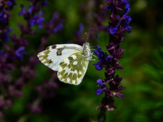 Butterfly standing on the flower in the meadow